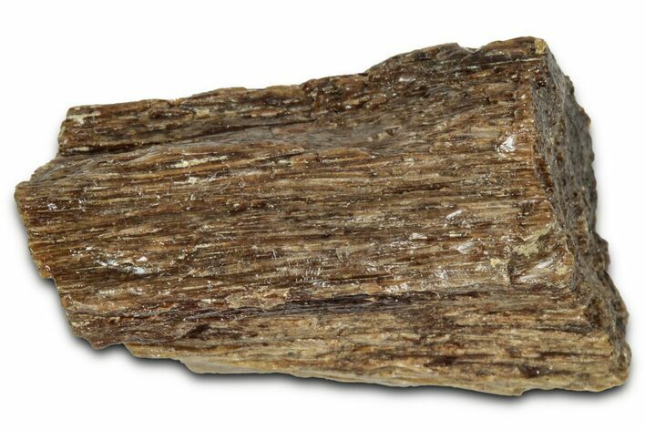 Fossil Tyrannosaur (T rex) Bone Section - Wyoming #352816